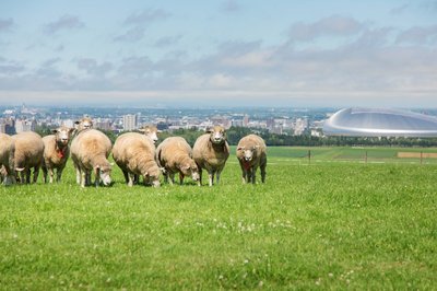 🐑 삿포로 히쓰지가오카 전망대